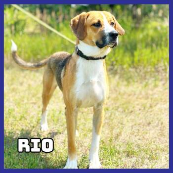 Rio -  Beagle and Bloodhound Dog for Adoption in Glenwood, Minnesota - Rio | PetCurious
