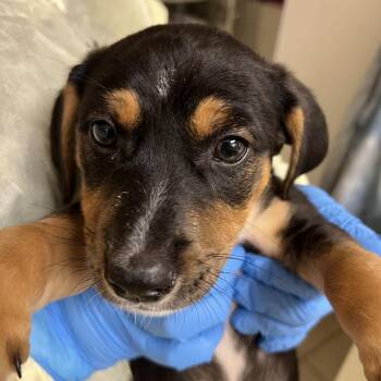 Beagle Dogs Available for Adoption in Pekin, Illinois - Encore | PetCurious