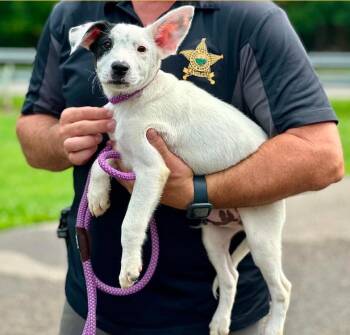 Bones -  Australian Cattle Dog Blue Heeler Dog for Adoption in Millfield, Ohio - Bones | PetCurious