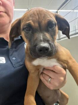 Hound and Boxer Dogs Available for Adoption in Manassas, Virginia - Almond (ID 51694) | PetCurious