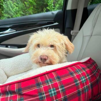 Diva -  Maltipoo Dog for Adoption in Homer Glen, Illinois - Diva | PetCurious