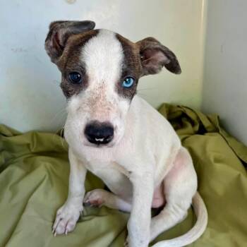 Nova -  Hound Dog for Adoption in Minneapolis, Minnesota - Nova | PetCurious