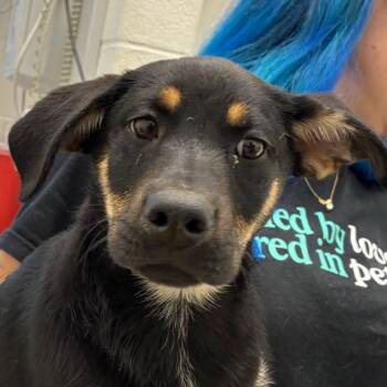 Gina -  Shepherd and Mixed Breed Dog Available for Adoption in Corpus Christi, Texas - Gina | PetCurious