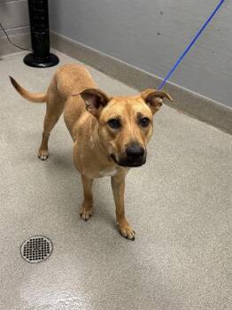 NOVA -  Pit Bull Terrier and Mixed Breed Dog for Adoption in Las Vegas, Nevada - NOVA | PetCurious