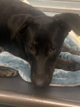 Shepherd and Mixed Breed Dogs Available for Adoption - Scully | PetCurious