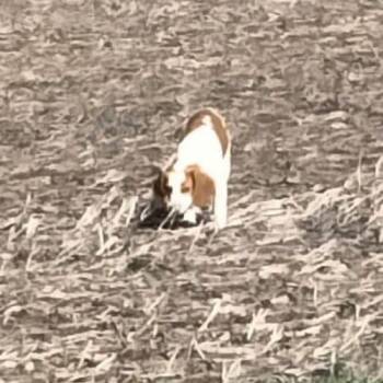 Beagle Dogs Available for Adoption - Suede | PetCurious