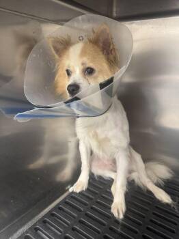 Niko -  Pomeranian and Chihuahua Dog for Adoption in Marietta, Georgia - Niko | PetCurious