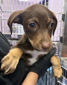 Rescue Labrador Retriever and Mixed Breed Dogs for Adoption in El Paso, Texas - Canelo* | PetCurious