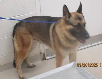 (53) -  German Shepherd Dog Dog for Adoption in Marietta, Georgia - (53) | PetCurious