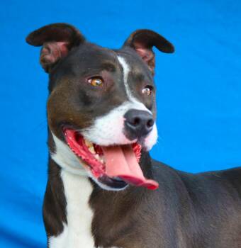 Pit Bull Terrier and Border Collie Dogs Available for Adoption in Pasadena, California - NICKI | PetCurious