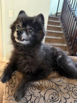 Pomeranian Dogs Available for Adoption in Didsbury, Alberta - Torey | PetCurious