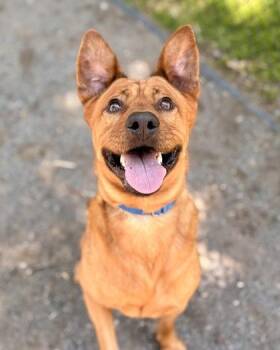 Mandu -  Mixed Breed Dog for Adoption in Fairfax, Virginia - Mandu | PetCurious