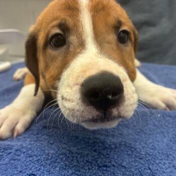 Terrier Dogs Available for Adoption in Corpus Christi, Texas - Hazelnut | PetCurious