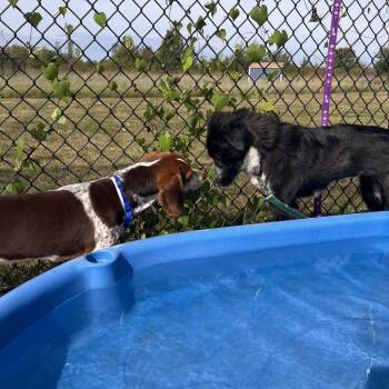 Eloise -  Border Collie Dog for Adoption in Matteson, Illinois - Eloise | PetCurious
