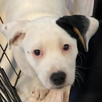 Cheyenne -  Mixed Breed Dog for Adoption in Middlebury, Vermont - Cheyenne | PetCurious