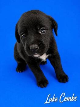 Luke -  Bernese Mountain Dog and Labrador Retriever Dog for Adoption in Morton Grove, Illinois - Luke | PetCurious