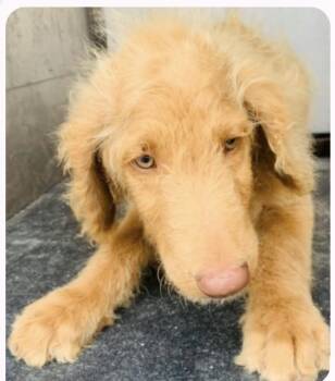 Biscotti -  Labradoodle Dog for Adoption in Gainesville, Virginia - Biscotti | PetCurious
