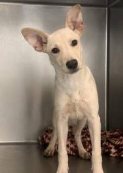 Fava -  Mixed Breed Dog for Adoption in West Chester, Pennsylvania - Fava | PetCurious