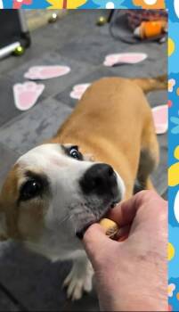 Beagle Dogs Available for Adoption - Marion Bros : Milo | PetCurious