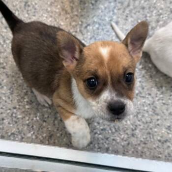 Cattle Dog and Mixed Breed Dogs Available for Adoption in Salt Lake City, Utah - Beehive | PetCurious