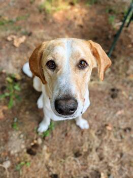 Sadie -  Labrador Retriever and Coonhound Dog for Adoption in Olympia, Washington - Sadie | PetCurious