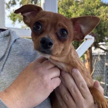 Chihuahua and None Dogs Available for Adoption in Kim, Colorado - Bean | PetCurious