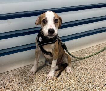 Rescue American Bulldog and Mixed Breed Dogs for Adoption in Doral, Florida - BAHAR | PetCurious
