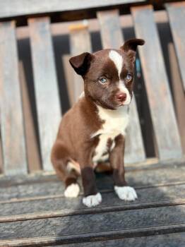 Beau -  Jack Russell Terrier Dog for Adoption in Lodi, California - Beau | PetCurious