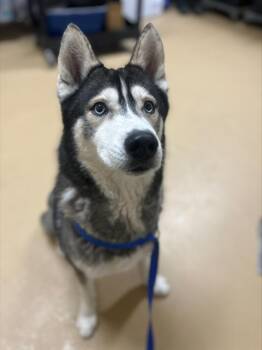 Siberian Husky Dogs Available for Adoption in Chula Vista, California - A272007 | PetCurious