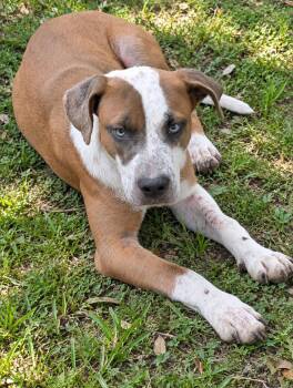Oliver -  Mixed Breed Dog for Adoption in Nahunta, Georgia - Oliver | PetCurious