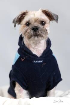 Maltipoo Dogs Available for Adoption in Anchorage, Alaska - Isaac | PetCurious