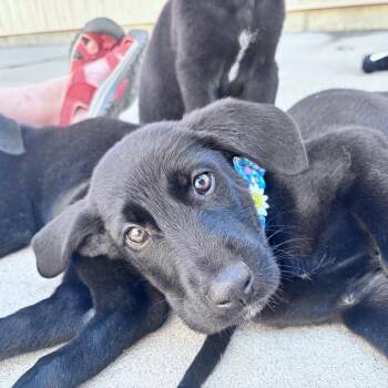 Bandit (bow tie collar) -  Mixed Breed Dog for Adoption in Bismarck, North Dakota - Bandit (bow Tie Collar) | PetCurious