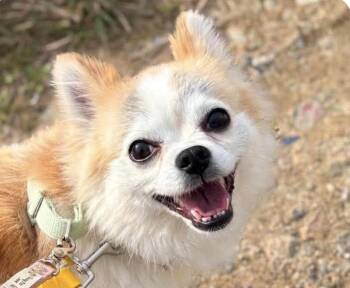 Chico -  Chihuahua Dog for Adoption in San Ramon, California - Chico | PetCurious