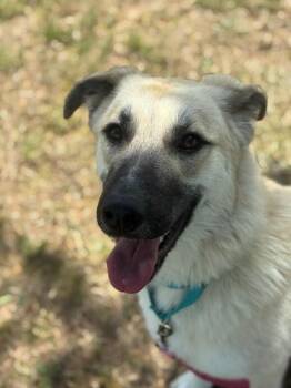 Anatolian Shepherd Dogs Available for Adoption in Augusta, West Virginia - Daisy | PetCurious