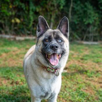Mia -  Akita and Mixed Breed Dog for Adoption in Gainesville, Georgia - Mia | PetCurious