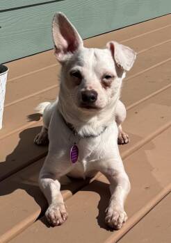 Chihuahua Dogs Available for Adoption in Seattle, Washington - Iggy | PetCurious