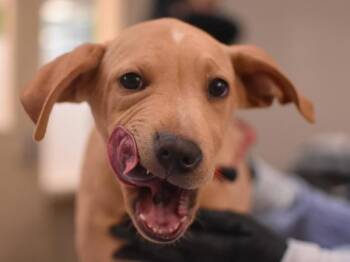 Rescue Labrador Retriever Dogs for Adoption in Portland, Oregon - Jack | PetCurious