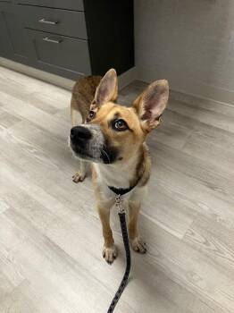 Kelly -  Shepherd Dog for Adoption in Manhasset, New York - Kelly | PetCurious
