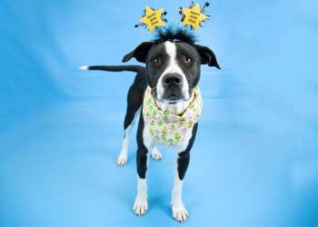 Pit Bull Terrier and Mixed Breed Dogs Available for Adoption - RHEA (REE-YUH) | PetCurious