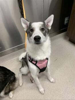 Husky Dogs Available for Adoption - LUNA | PetCurious