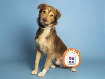 SAM -  Australian Shepherd and Pit Bull Terrier Dog for Adoption in Phoenix, Arizona - SAM | PetCurious
