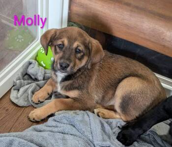 Jack Russell Terrier and Standard Poodle Dogs Available for Adoption in Elizabethtown, Pennsylvania - Molly | PetCurious