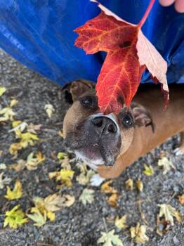 Leia -  American Bully Dog for Adoption in Pointe-claire, Quebec - Leia | PetCurious