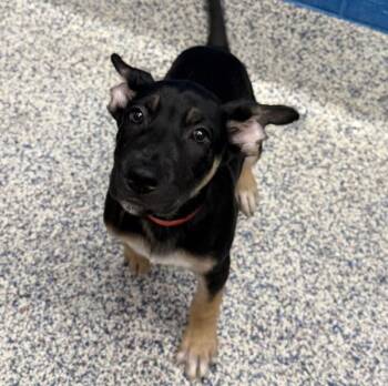 Cyclone -  Shepherd Dog for Adoption in Golden, Colorado - Cyclone | PetCurious