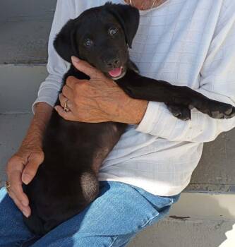 Labrador Retriever Dogs Available for Adoption in Elkton, Maryland - Ruby | PetCurious