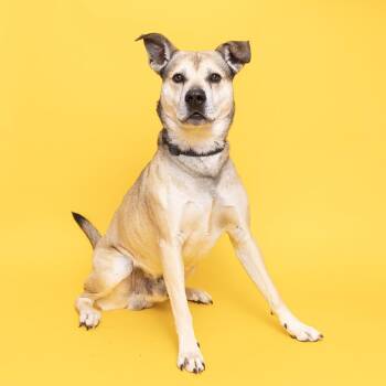 Mixed Breed Dogs Available for Adoption - Howie | PetCurious