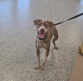 TANGO -  Hound and Mixed Breed Dog for Adoption in Palmetto, Florida - TANGO | PetCurious