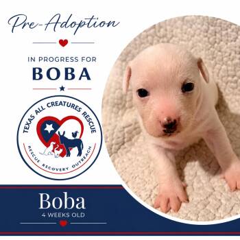 Boba -  Chihuahua and Rat Terrier Dog for Adoption in Alvarado, Texas - Boba | PetCurious