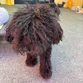 Jacuzzi 14340 -  Miniature Poodle Dog for Adoption in San Francisco, California - Jacuzzi 14340 | PetCurious