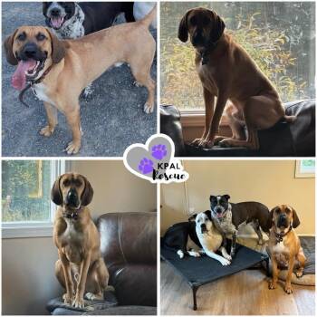 Rescue Black Mouth Cur and Rhodesian Ridgeback Dogs for Adoption in Kenai, Alaska - Walker | PetCurious